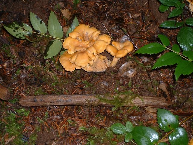 mushrooms_10-04 026